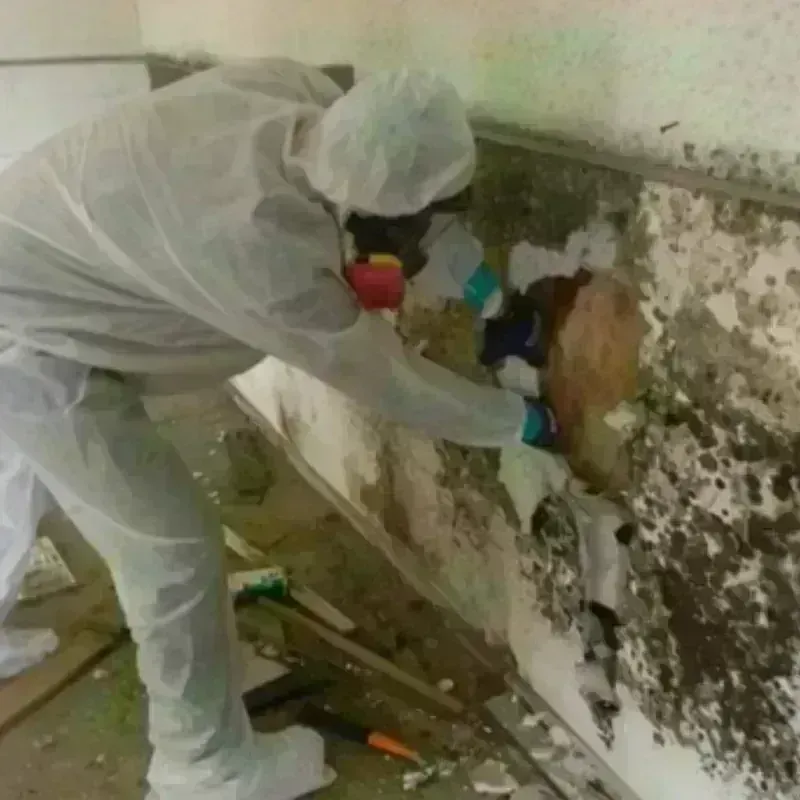 Mold Remediation and Removal in Marshall County, MS